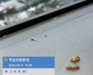 珠海白蚁防治 珠海消杀公司-珠海格兰云天